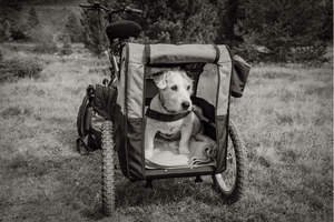 Small dog sitting in a bike trailer of electric cargo bike during an outdoor adventure, showcasing a pet-friendly cycling setup in a natural setting.